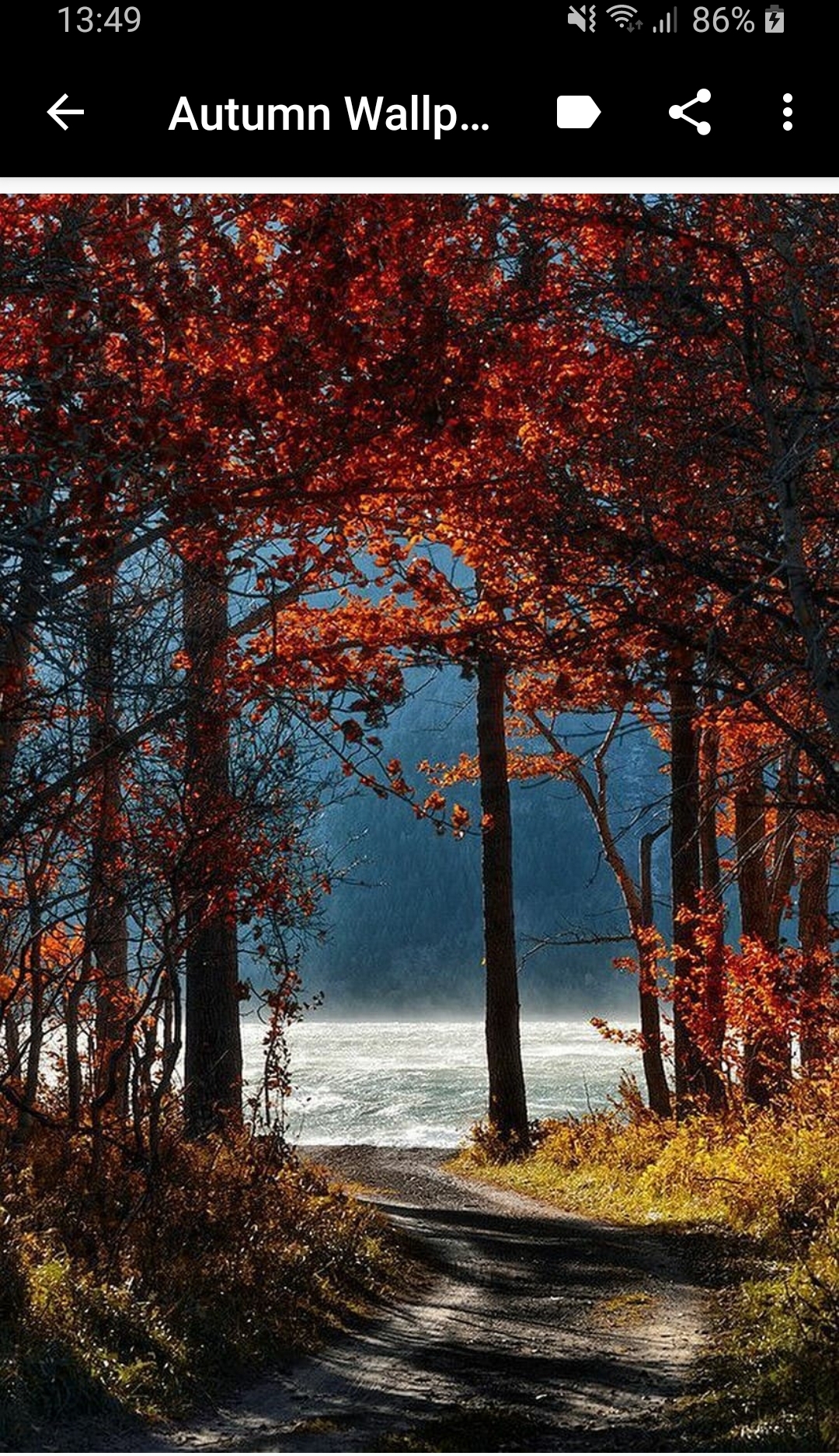 Screenshot_20200213-134924_Autumn wallpaper and Background.jpg